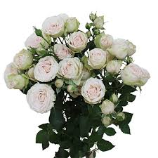 Pink Roses
